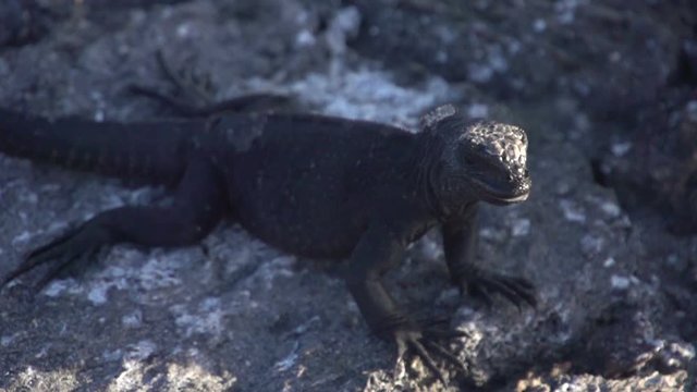 Marine iguanas in slow motion at the Galapagos Islands, Ecuador