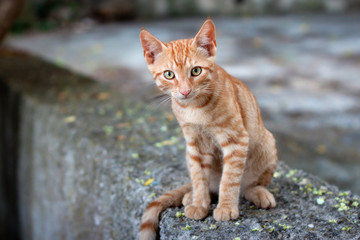 Cute ginger kitten in Chalkidiki. Greece.