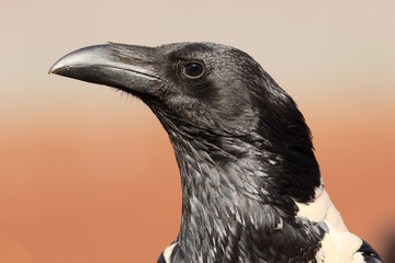 Pied crow, Corvus albus