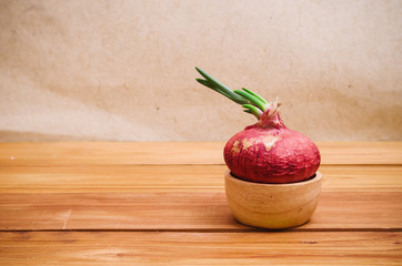 Onion growth