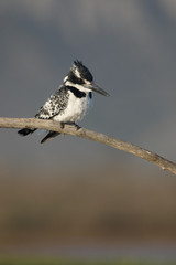 Pied kingfisher, Ceryle rudis