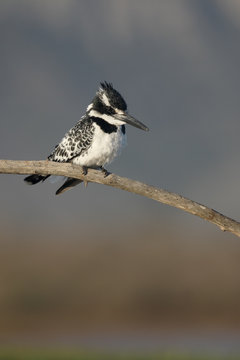 Pied kingfisher, Ceryle rudis
