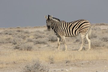Fototapeta na wymiar Plains zebra, Common zebra or Burchells zebra, Equus quagga