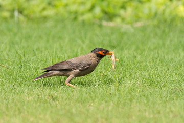 Bank Myna Bird eating grasshopper