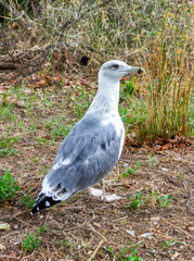 Profile gull
