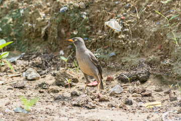 Bank myna bird perching on a field and looking for food