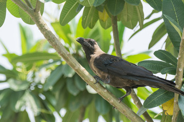 An Indian crow perching on a tree

