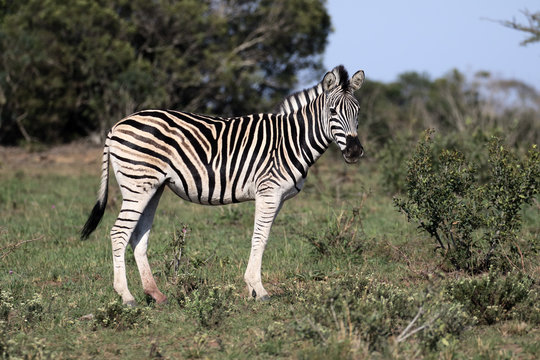 Fototapeta Plains zebra, Common zebra or Burchells zebra, Equus quagga