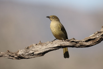 Sombre greenbul, Andropadus importunus