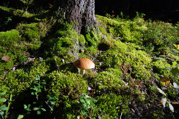 Mushroom