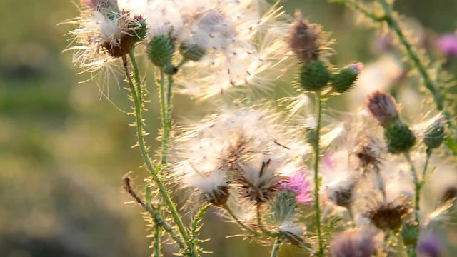 Creeping thistle or pink sow-thistle . Latin name - Cirsium arvense