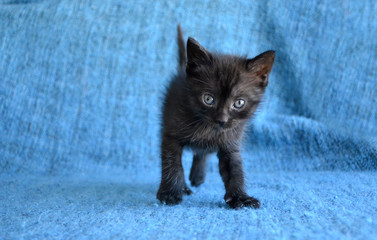 Cute black kitten