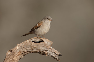Southern grey-headed sparrow, Passer diffusus