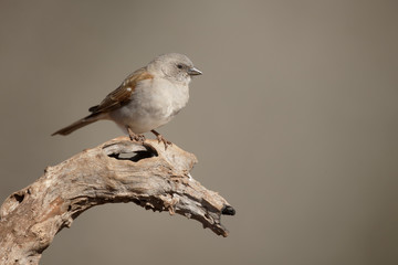 Southern grey-headed sparrow, Passer diffusus