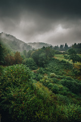 Fototapeta na wymiar Nebel über dem Wald