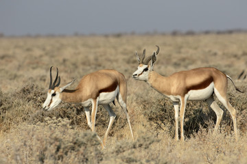 Springbok, Antidorcas marsupialis
