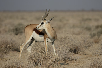 Springbok, Antidorcas marsupialis