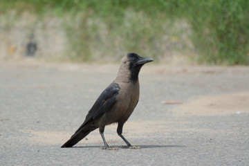 An Indian Crow


