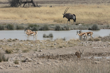 Fototapeta na wymiar Springbok, Antidorcas marsupialis