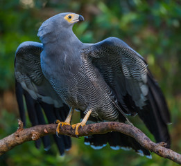 African Harrier Hawk perched on branch with wings open