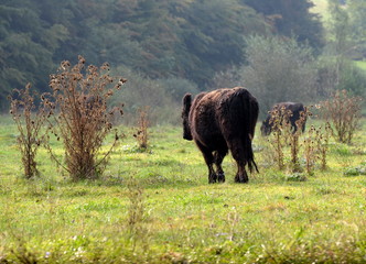 Fototapeta na wymiar kleine Rinder und große Disteln, schwarzes Angusrind auf der spätsommerlichen Weide zwischen hohen Disteln