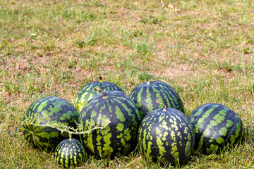 Fresh watermelon on green grass background. Place for text. Agriculture. 