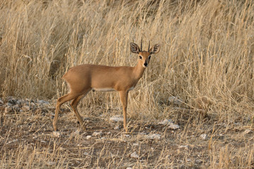 Steenbok, Raphicerus campestris