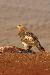 Tawny eagle, Aquila rapax