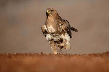 Tawny eagle, Aquila rapax
