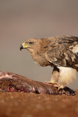 Tawny eagle, Aquila rapax