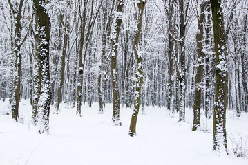 winter forest and the road
