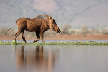 Fototapeta premium Warthog, Phacochoerus aethiopicus