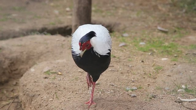 Silver pheasant in the farm coop