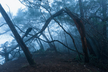 Misty scary forest  in fog