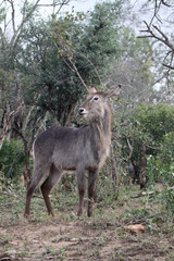 Waterbuck, Kobus ellipsipymaus