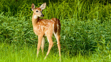 Young Fawn at the Greenway