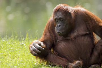 Orangutan (Bornean - female) 