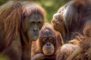 Orangutan Family (Bornean) © Portuguese Light