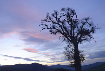 Fototapeta na wymiar Violet sunset with tree