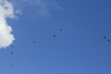 Flock of wild ducks