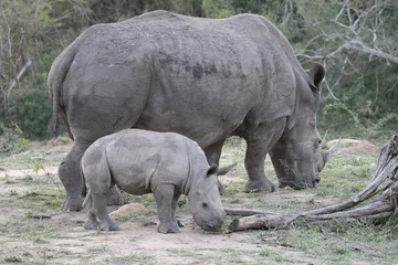 Foto op Plexiglas White rhinoceros, Diceros simus © Erni