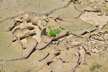 Green plant in the dry ground