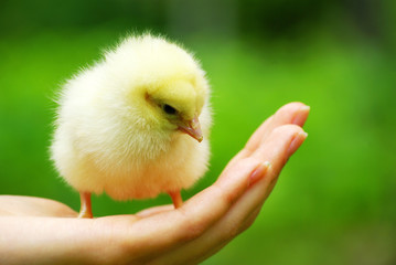 Hands Holding a Baby Chick