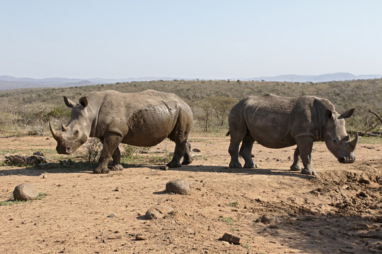 White rhinoceros, Diceros simus
