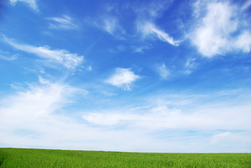 Fototapeta premium green field and blue sky
