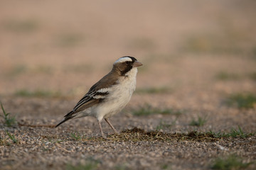 Naklejka premium White-browed sparrow-weaver, Plocepasser mahal
