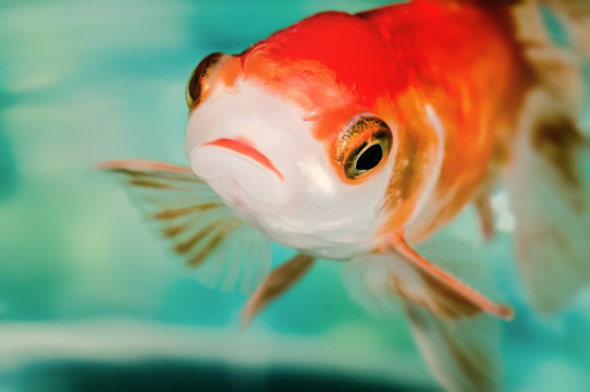 Closeup goldfish macro bright red orange colour big eyes