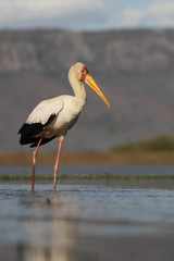 Yellow-billed stork, Mycteria ibis