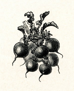 Round radishes (from Meyers Lexikon, 1895, 7/288/289)