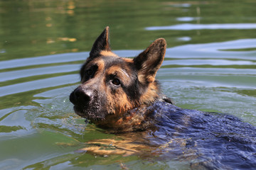 German shepherd swims in the water in summer day